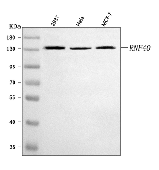 RNF40 Rabbit Polyclonal Antibody