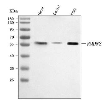 PTPIP51/RMDN3 Rabbit Polyclonal Antibody