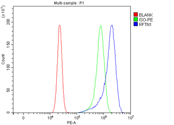 RFTN1 Rabbit Polyclonal Antibody