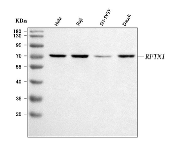 RFTN1 Rabbit Polyclonal Antibody