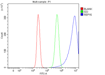 REP15 Rabbit Polyclonal Antibody