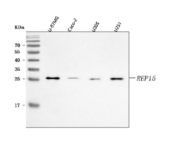 REP15 Rabbit Polyclonal Antibody
