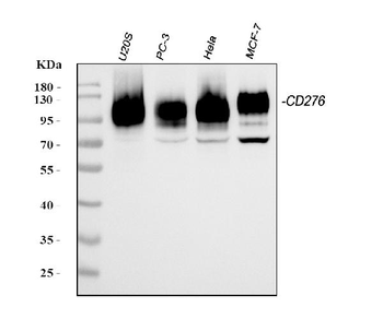CD276 Rabbit Polyclonal Antibody