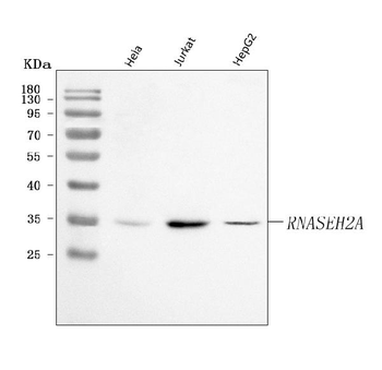Ribonuclease H2, subunit A/RNASEH2A/H2 Rabbit Polyclonal Antibody
