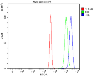 c-Rel/REL Rabbit Polyclonal Antibody