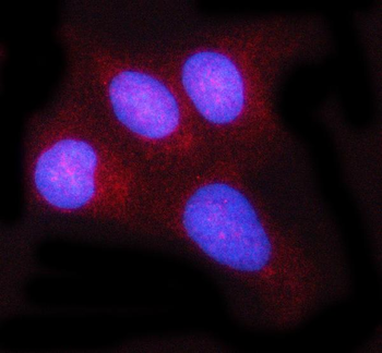 c-Rel/REL Rabbit Polyclonal Antibody