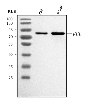 c-Rel/REL Rabbit Polyclonal Antibody