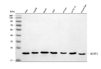 Pirh2/RCHY1 Rabbit Polyclonal Antibody