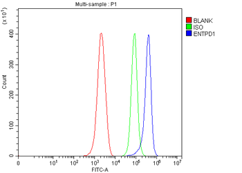 CD39/Entpd1 Rabbit Polyclonal Antibody