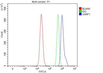UHRF1 Rabbit Polyclonal Antibody