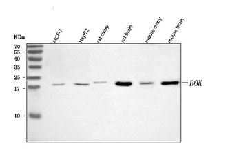 BOK Rabbit Polyclonal Antibody