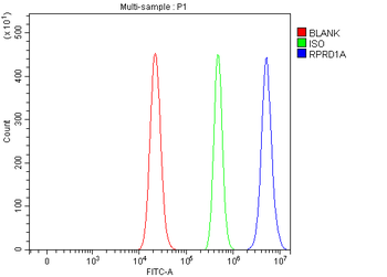 P15RS/RPRD1A Rabbit Polyclonal Antibody