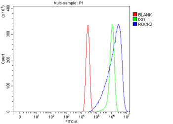ROCK2 Rabbit Polyclonal Antibody