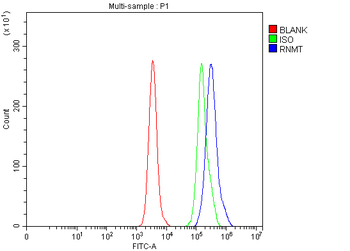 RNMT Rabbit Polyclonal Antibody