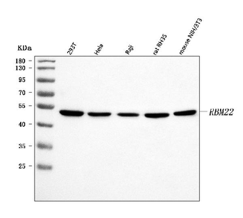 RBM22 Rabbit Polyclonal Antibody