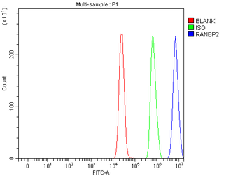 RANBP2 Rabbit Polyclonal Antibody