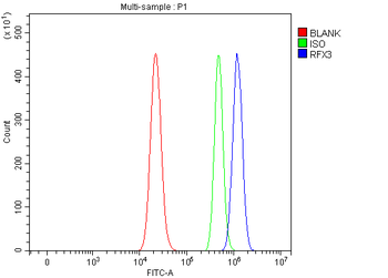 RFX3 Rabbit Polyclonal Antibody