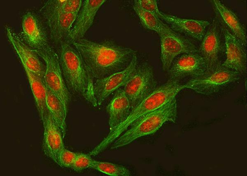 RFX3 Rabbit Polyclonal Antibody