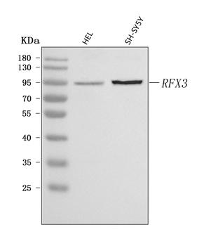 RFX3 Rabbit Polyclonal Antibody