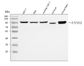 P97/DAP5/EIF4G2 Rabbit Polyclonal Antibody