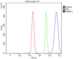RAD51C Rabbit Polyclonal Antibody