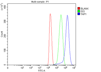Tap1 Rabbit Polyclonal Antibody