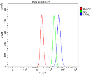 CRKL Rabbit Polyclonal Antibody