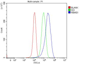 RBMS1 Rabbit Polyclonal Antibody