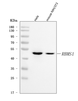 RBMS1 Rabbit Polyclonal Antibody