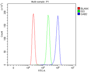 GAB2 Rabbit Polyclonal Antibody