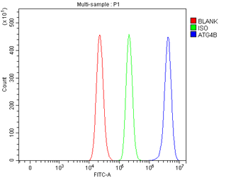 ATG4B Rabbit Polyclonal Antibody
