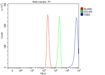 TAB3 Rabbit Polyclonal Antibody