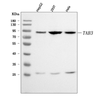 TAB3 Rabbit Polyclonal Antibody