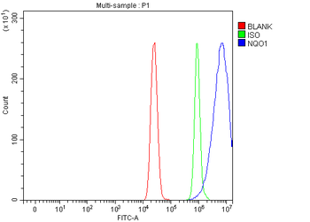 NQO1 Rabbit Polyclonal Antibody