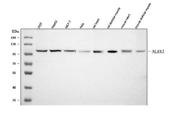 NLRX1 Rabbit Polyclonal Antibody
