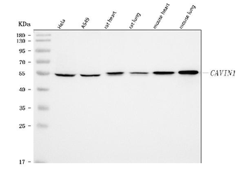 PTRF/CAVIN1 Rabbit Polyclonal Antibody