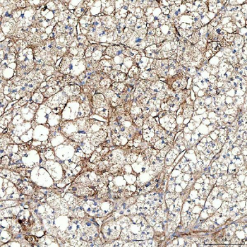 PTRF/CAVIN1 Rabbit Polyclonal Antibody