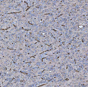 PTRF/CAVIN1 Rabbit Polyclonal Antibody