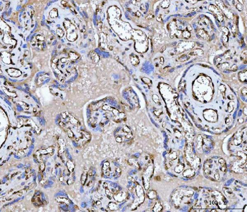 PTRF/CAVIN1 Rabbit Polyclonal Antibody
