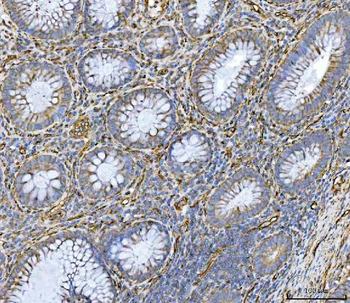 PTRF/CAVIN1 Rabbit Polyclonal Antibody