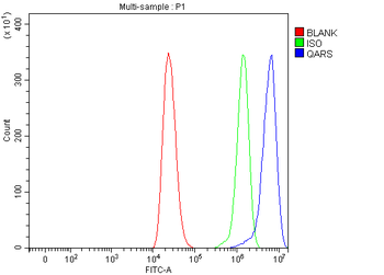 QARS1 Rabbit Polyclonal Antibody