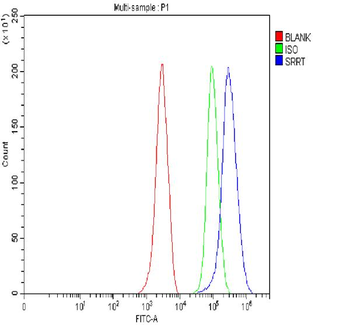 ARS2/SRRT Rabbit Polyclonal Antibody