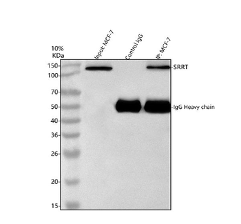 ARS2/SRRT Rabbit Polyclonal Antibody