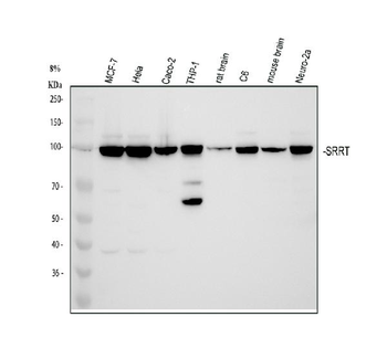 ARS2/SRRT Rabbit Polyclonal Antibody