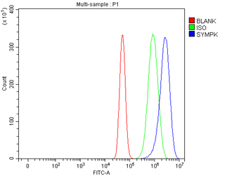Symplekin/SYMPK Rabbit Polyclonal Antibody