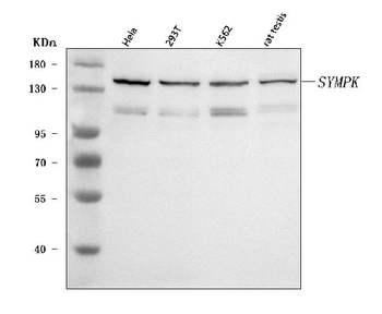 Symplekin/SYMPK Rabbit Polyclonal Antibody