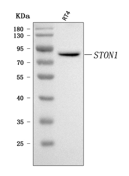 STON1 Rabbit Polyclonal Antibody