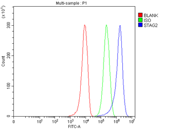 SA2/STAG2 Rabbit Polyclonal Antibody