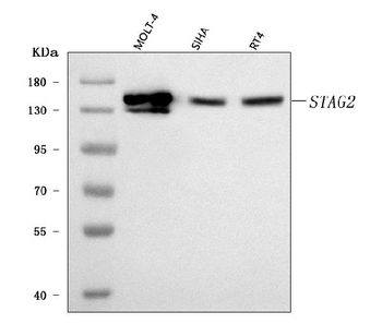 SA2/STAG2 Rabbit Polyclonal Antibody