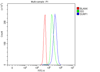 SURF1 Rabbit Polyclonal Antibody